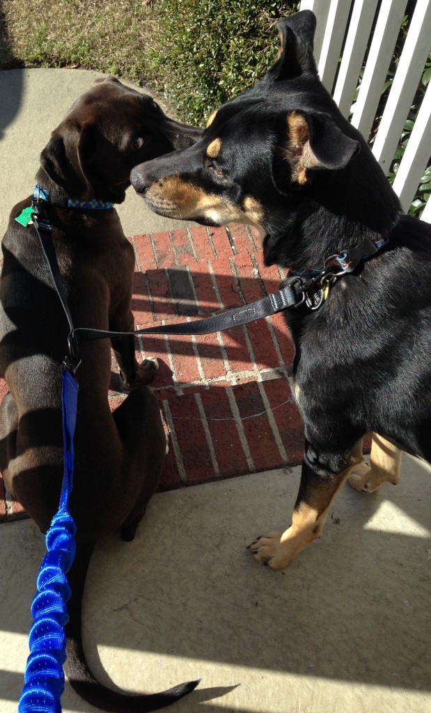 Christmas Pups