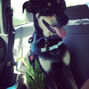 Willie with flowers